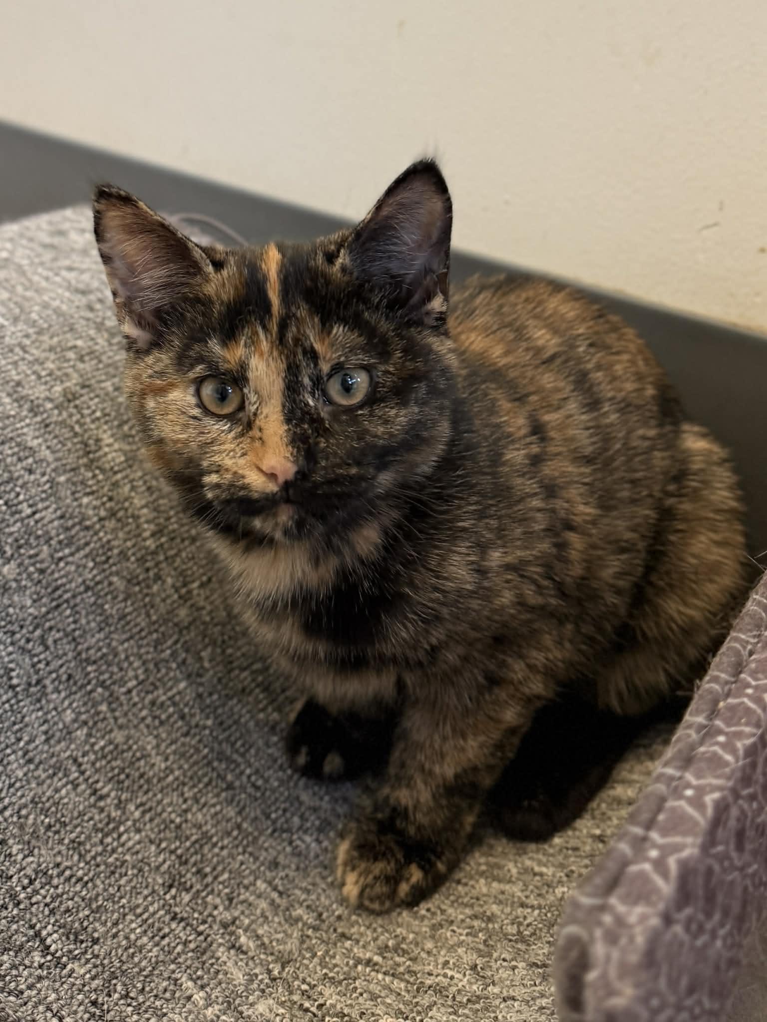 Enlarge Nellie, a Adoptable Domestic Short Hair in Elizabethtown, NY image 1/1