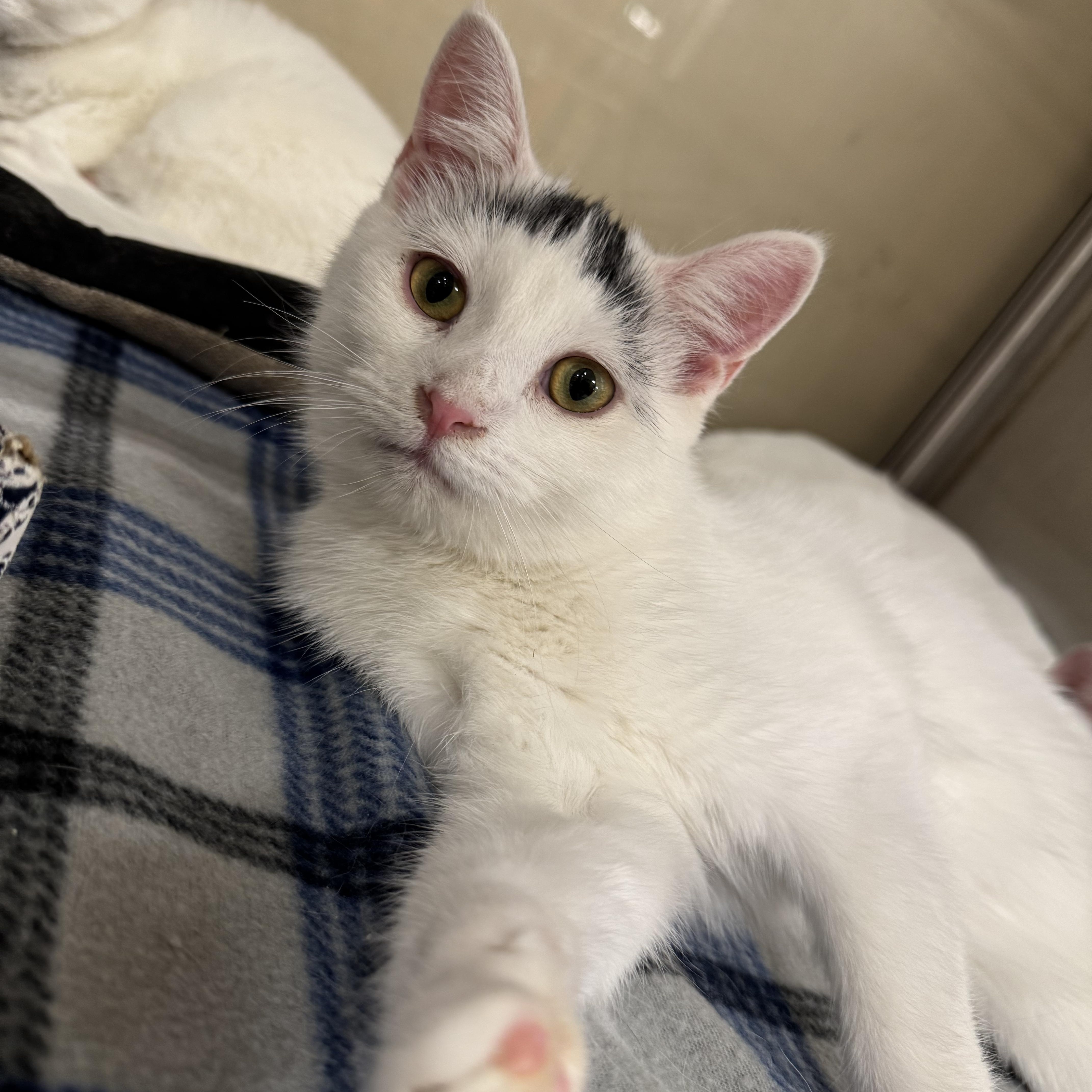 Enlarge Stowaway, an adoptable Domestic Short Hair in Gerrardstown, WV image 4/6