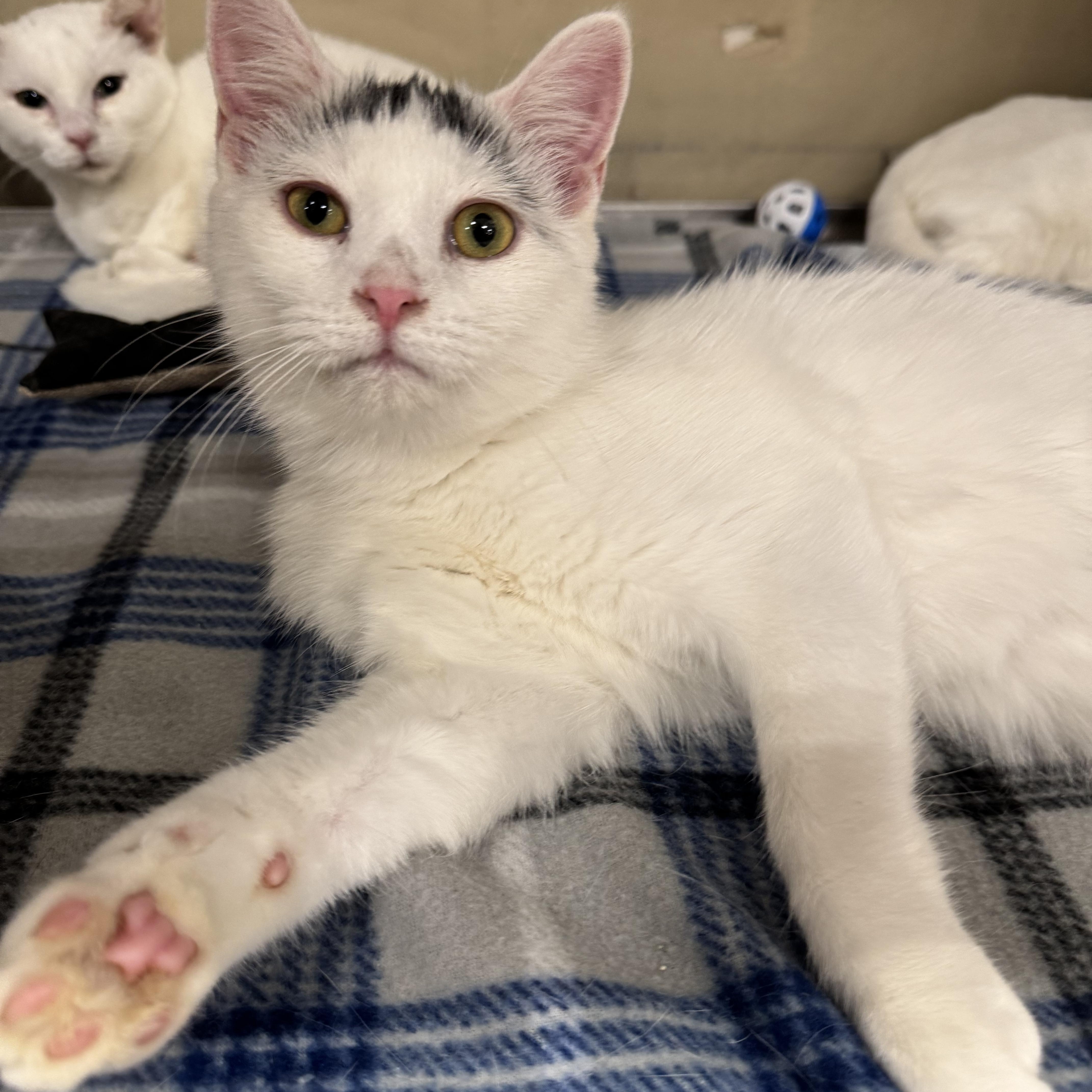 Enlarge Stowaway, an adoptable Domestic Short Hair in Gerrardstown, WV image 3/6