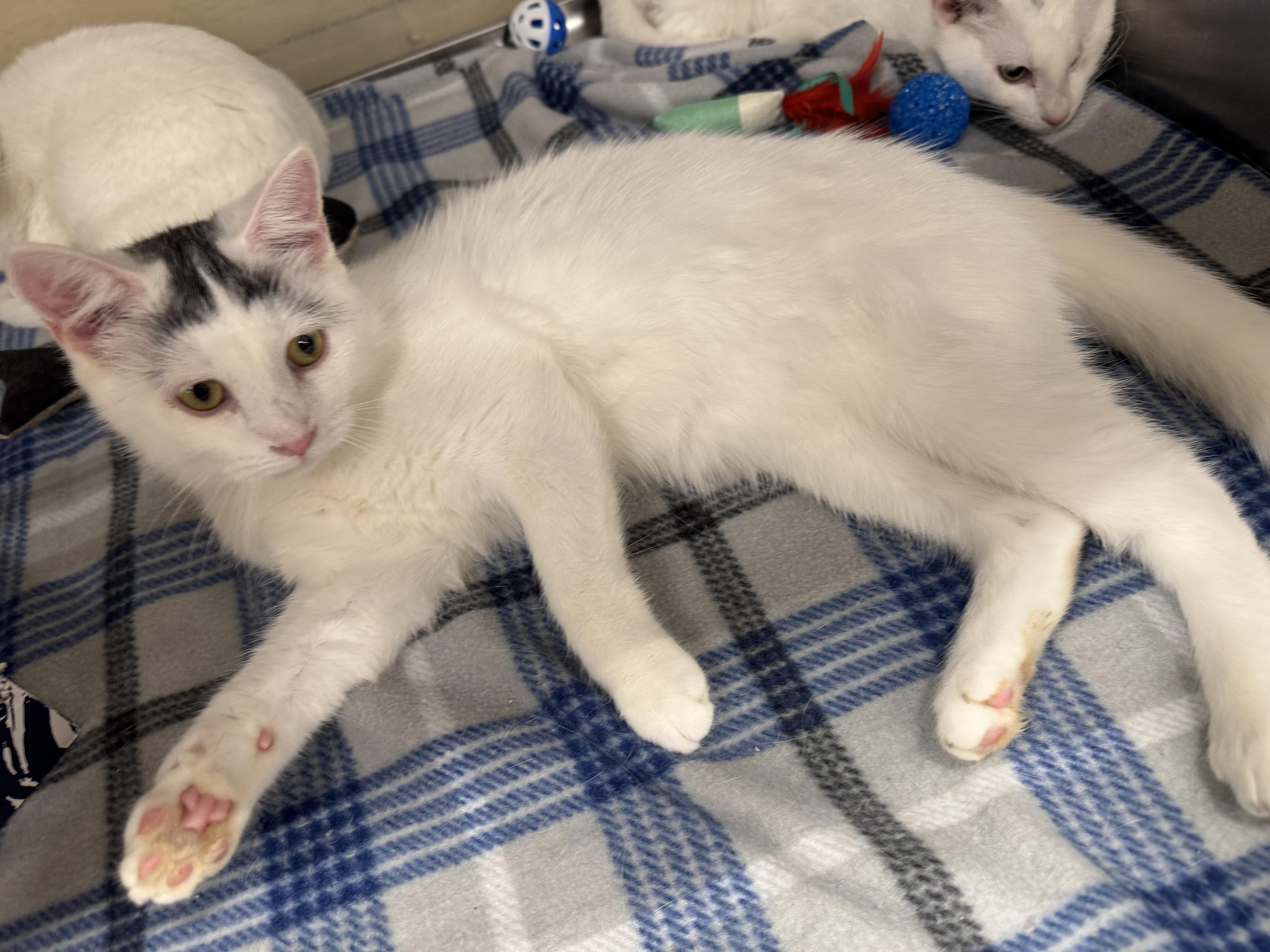 Enlarge Stowaway, an adoptable Domestic Short Hair in Gerrardstown, WV image 6/6