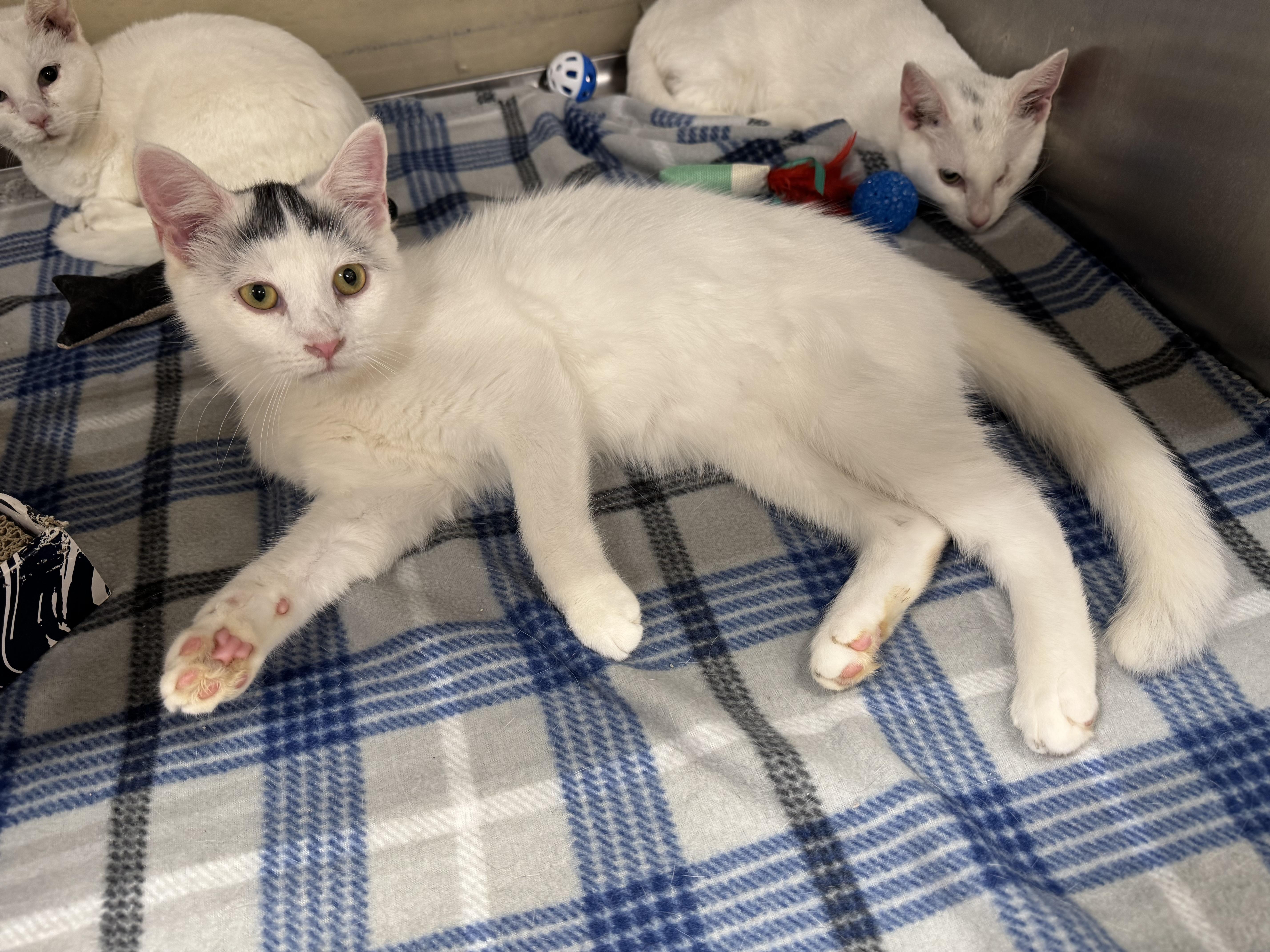 Enlarge Stowaway, an adoptable Domestic Short Hair in Gerrardstown, WV image 2/6