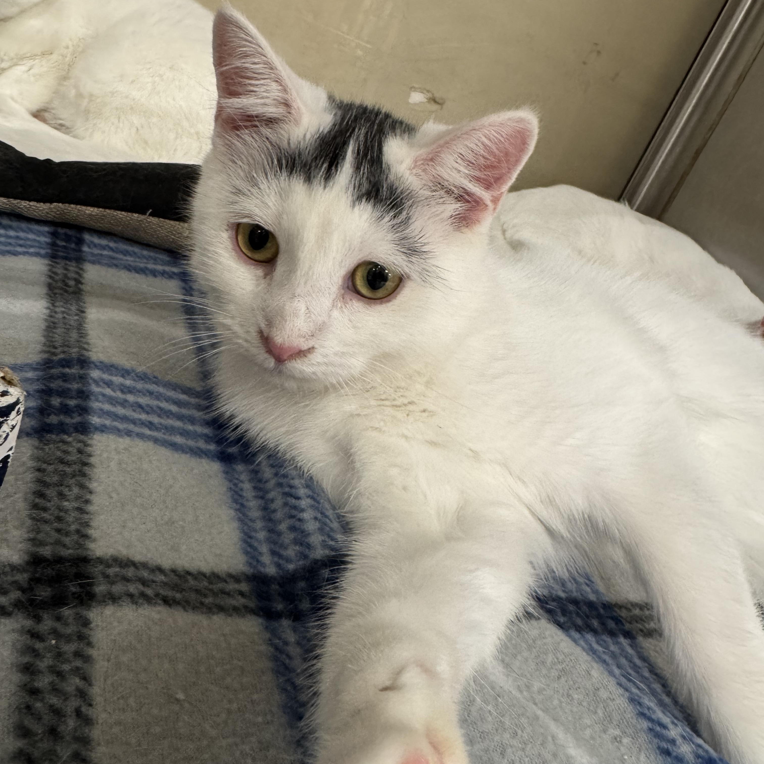 Enlarge Stowaway, an adoptable Domestic Short Hair in Gerrardstown, WV image 5/6