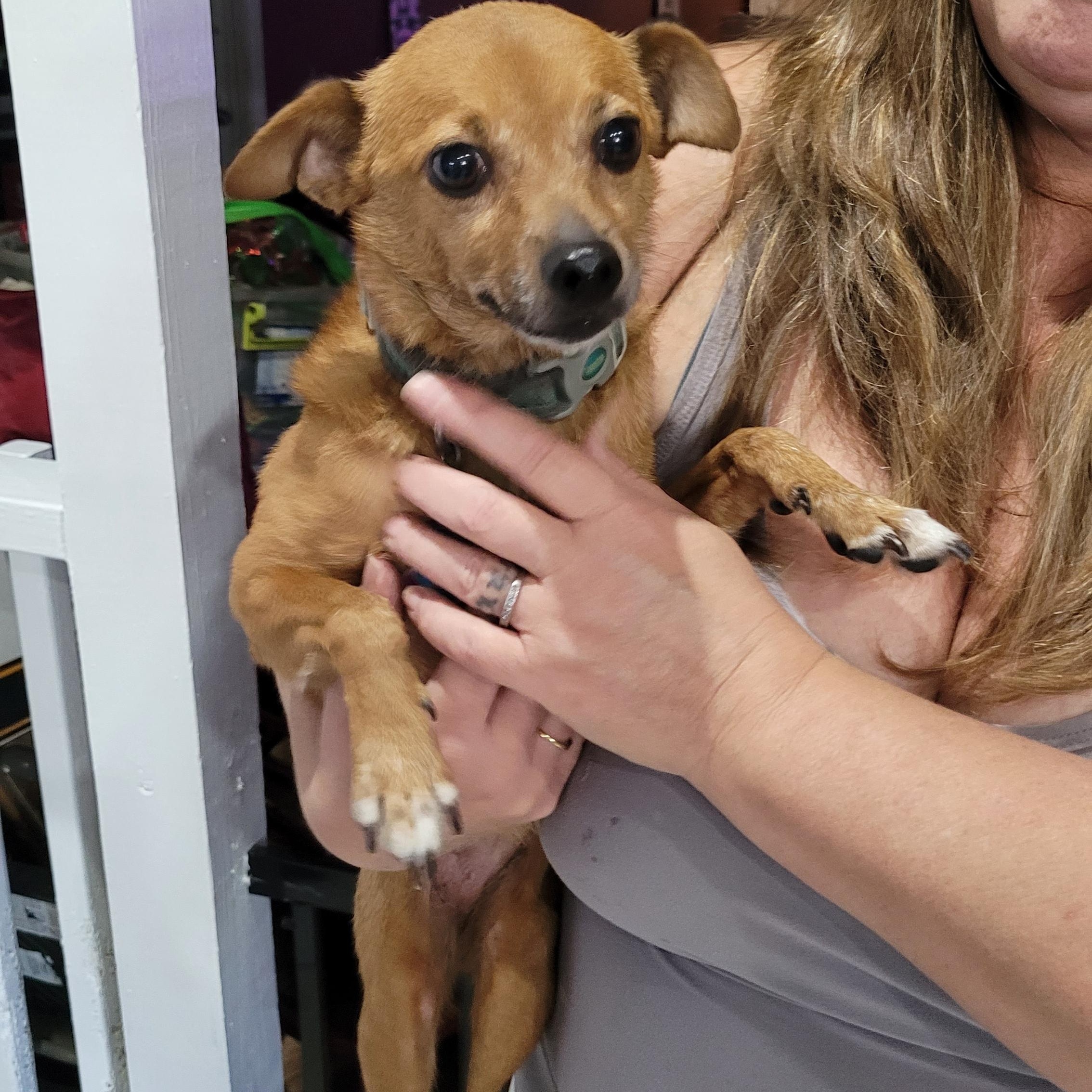 Bella, a Adoptable mixed breed in Chiefland, FL image 2/2