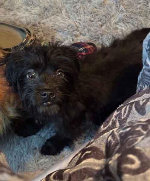 Mark, Baby Male Shih Tzu