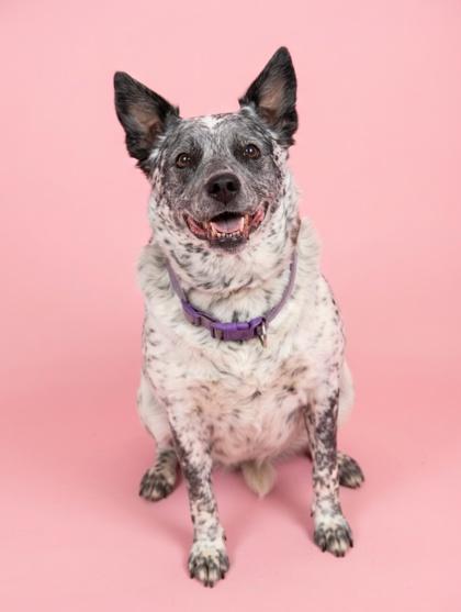 Lola, Adoptable, Senior Female Australian Cattle Dog / Blue Heeler & Mixed Breed.