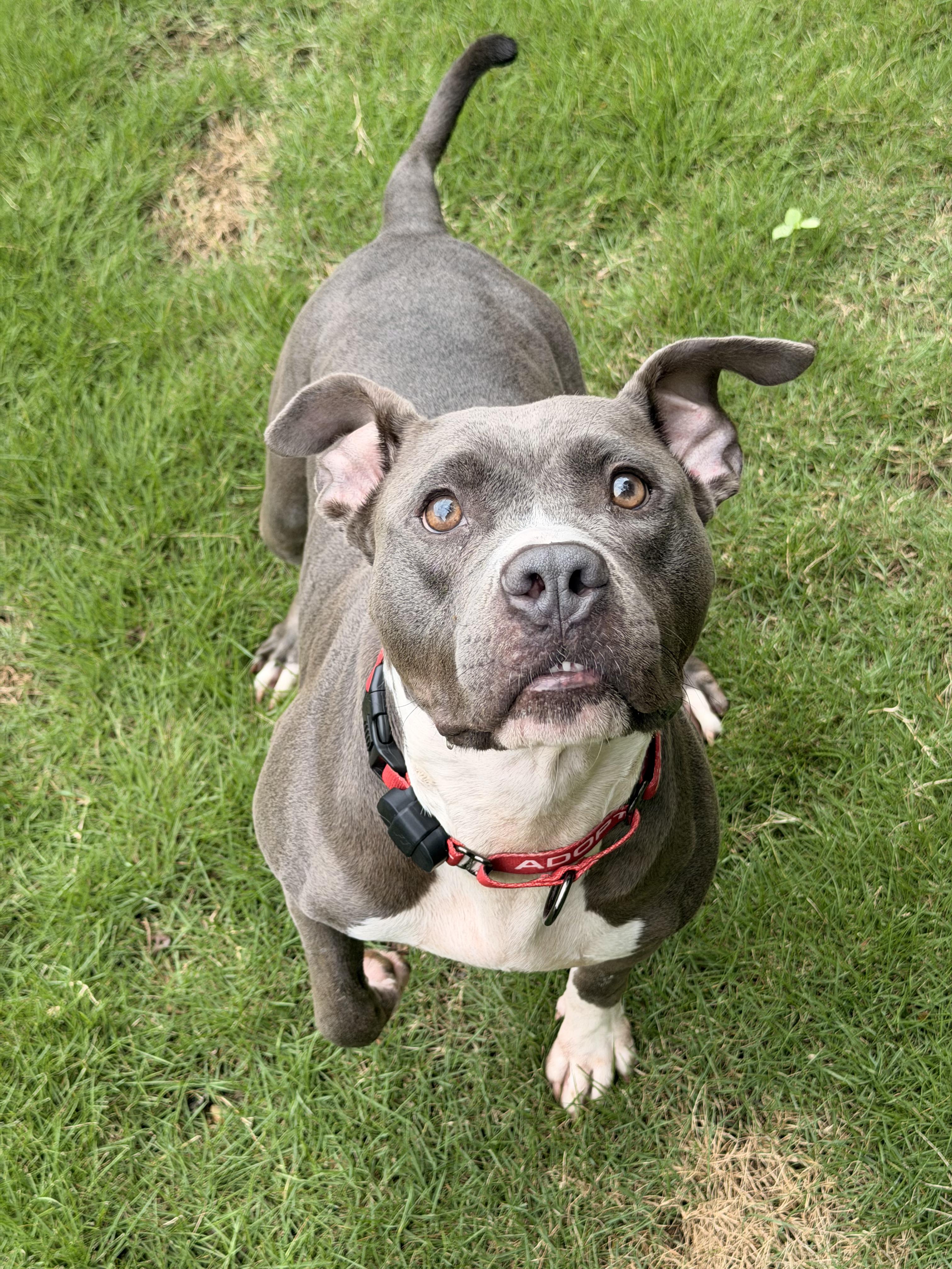 Lola, Adoptable, Adult Female American Staffordshire Terrier & Pit Bull Terrier.