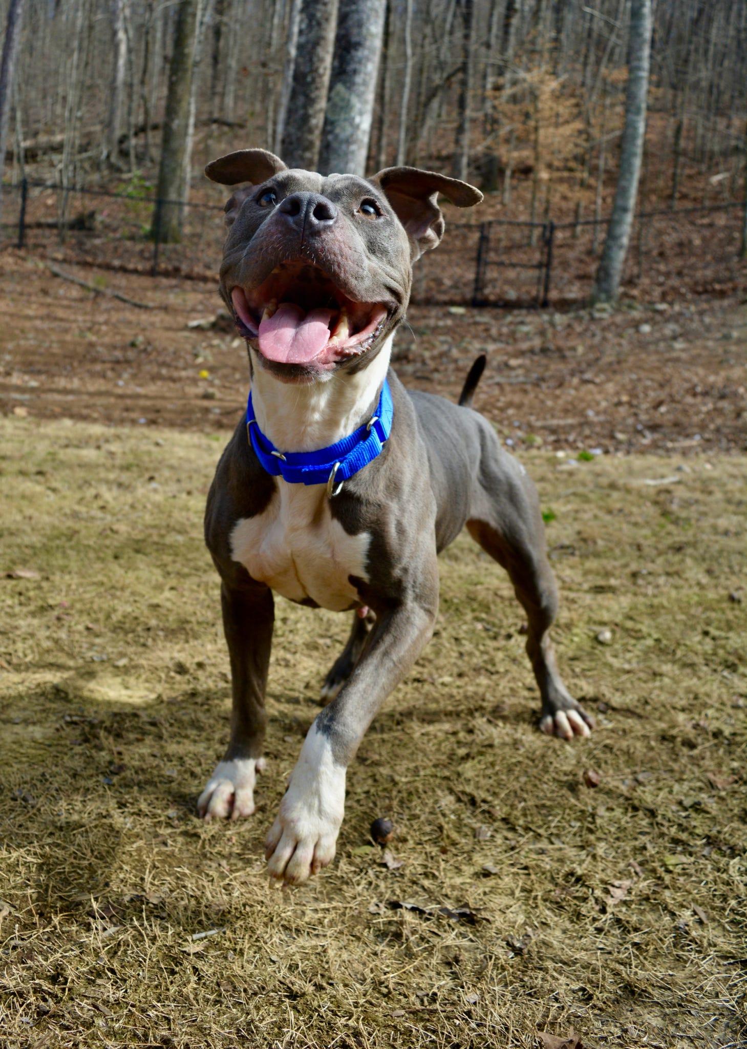 Enlarge Lola, a ADOPTABLE mixed breed in Pelham, AL image 4/5