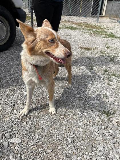 Pink, ADOPTABLE, Adult Female Australian Shepherd.