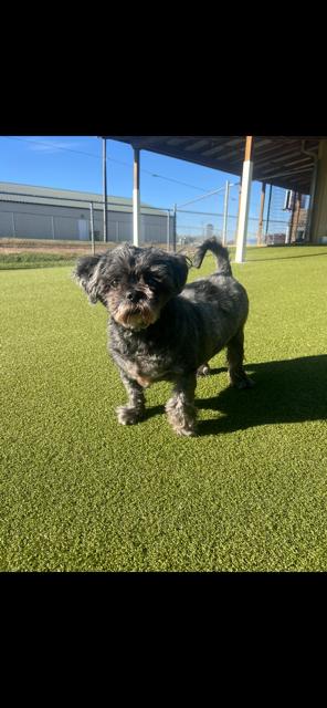 Enlarge Louie, a Adoptable Shih Tzu in Terre Haute, IN image 1/1