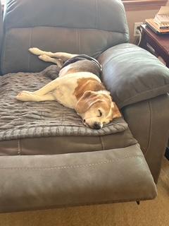 Oscar, Adoptable, Senior Male Beagle & Mixed Breed.