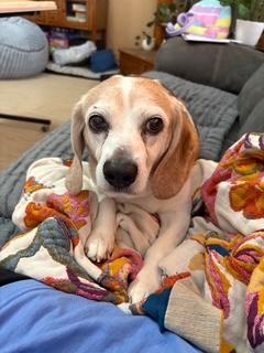 Enlarge Oscar, a Adoptable mixed breed in Wichita, KS image 2/3