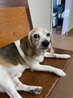 Enlarge Oscar, a Adoptable mixed breed in Wichita, KS image 3/3