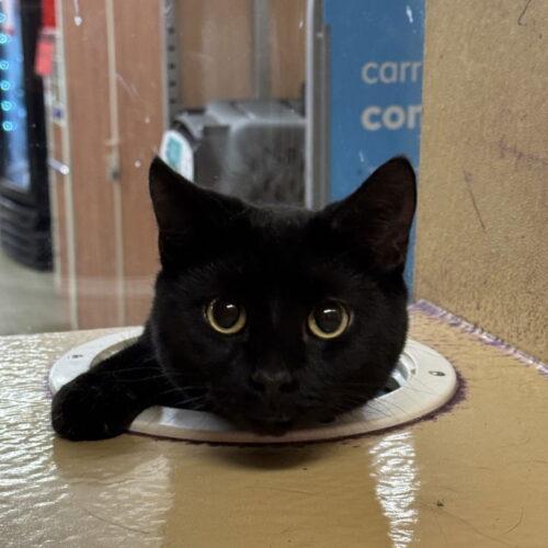 Marcus, Adoptable, Young Male Domestic Short Hair.