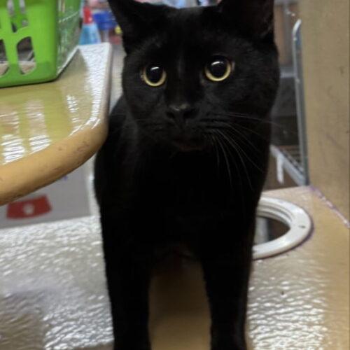 Marcus, Adoptable, Young Male Domestic Short Hair.