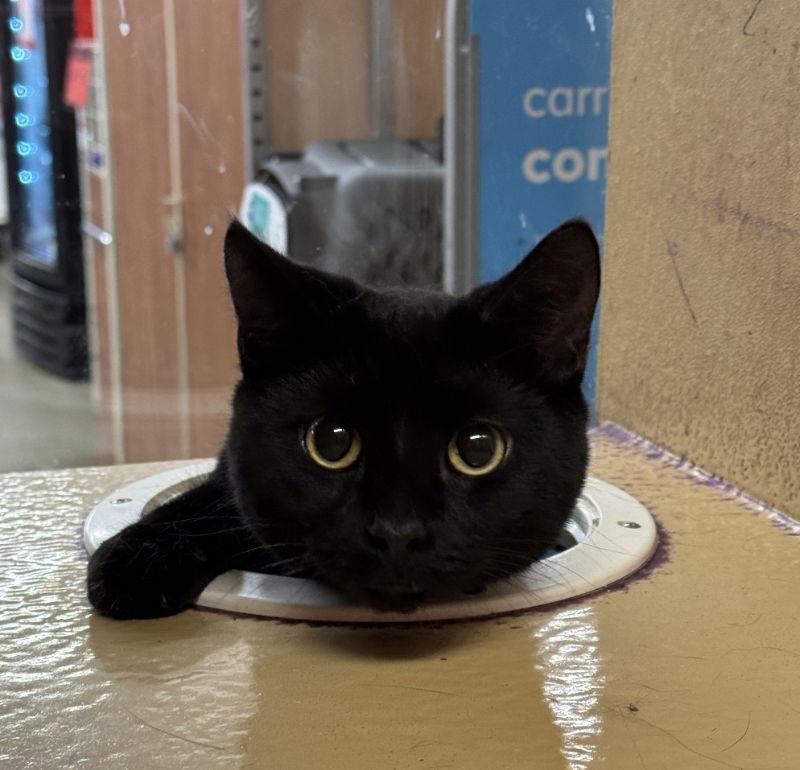 Enlarge Marcus, a Adoptable Domestic Short Hair in Canal Winchester, OH image 2/2