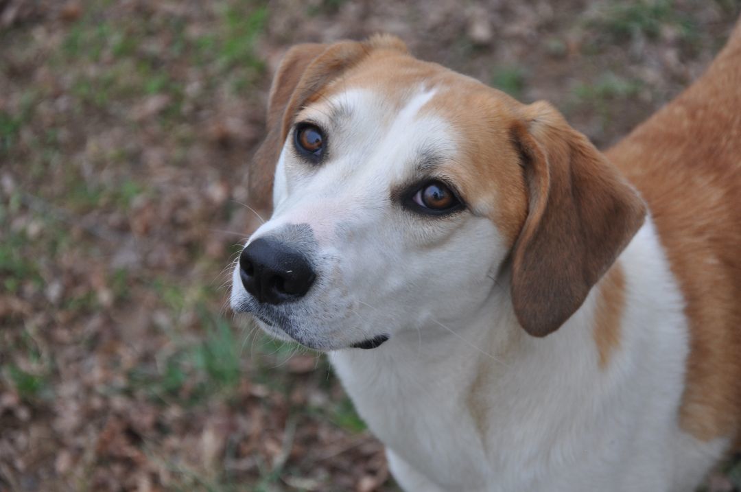 Gracie-Available! www.lhar.dog to apply!