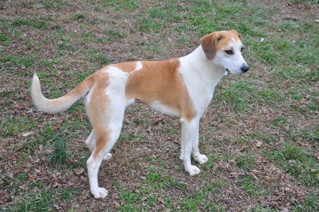 Gracie-Available! www.lhar.dog to apply!, a Adoptable mixed breed in Frederick, MD image 4/5