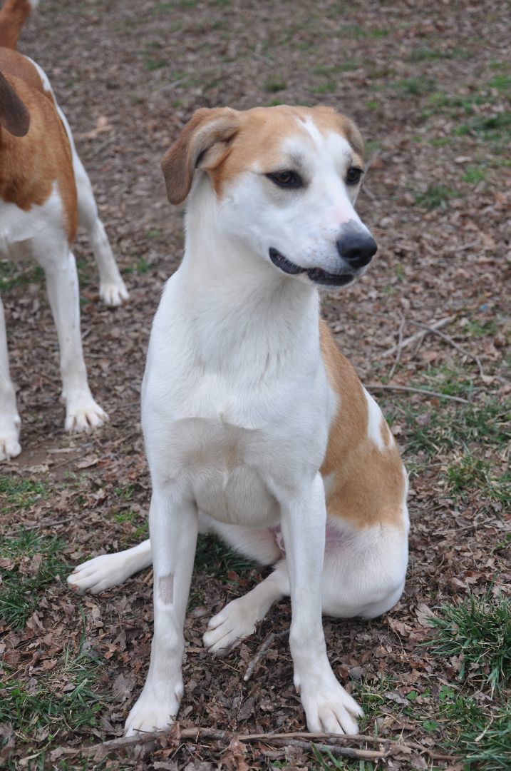 Gracie-Available! www.lhar.dog to apply!