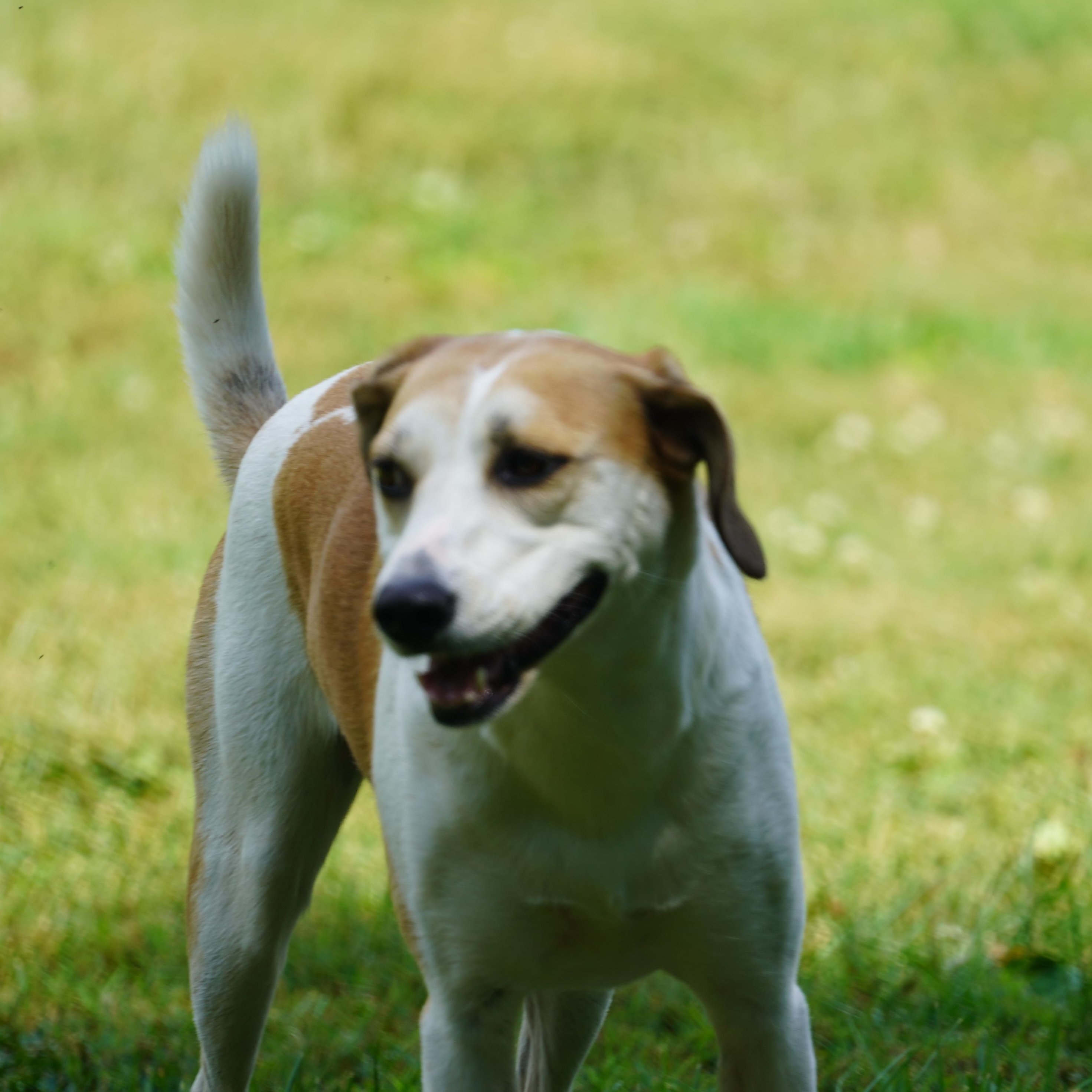 Gracie-Available! www.lhar.dog to apply!, Adoptable, Adult Female Hound & Labrador Retriever.