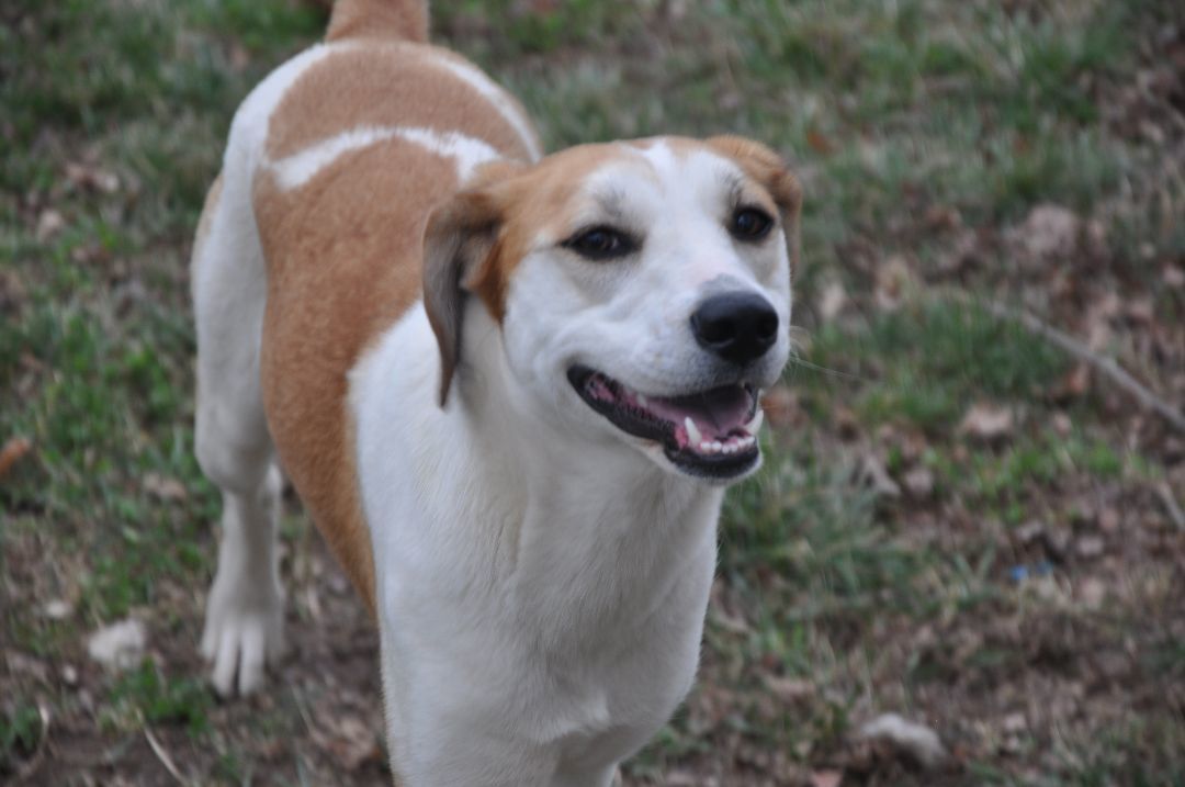 Gracie-Available! www.lhar.dog to apply!