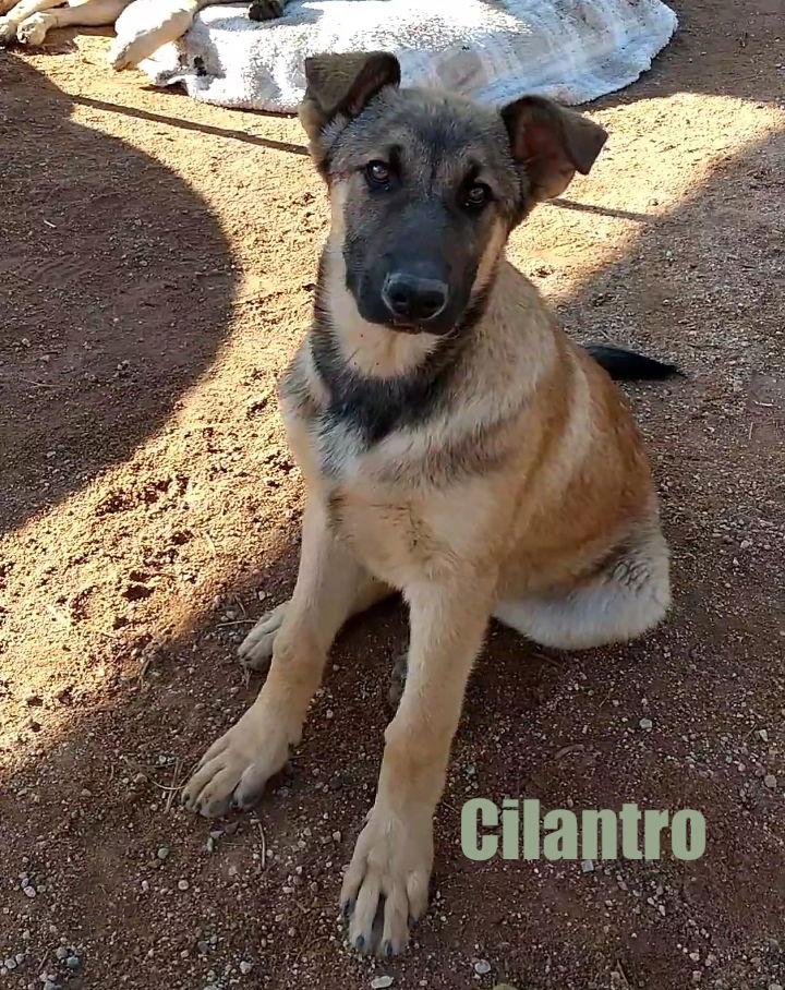 Cilantro - **, Adoptable, Young Male Belgian Shepherd / Malinois & German Shepherd Dog.