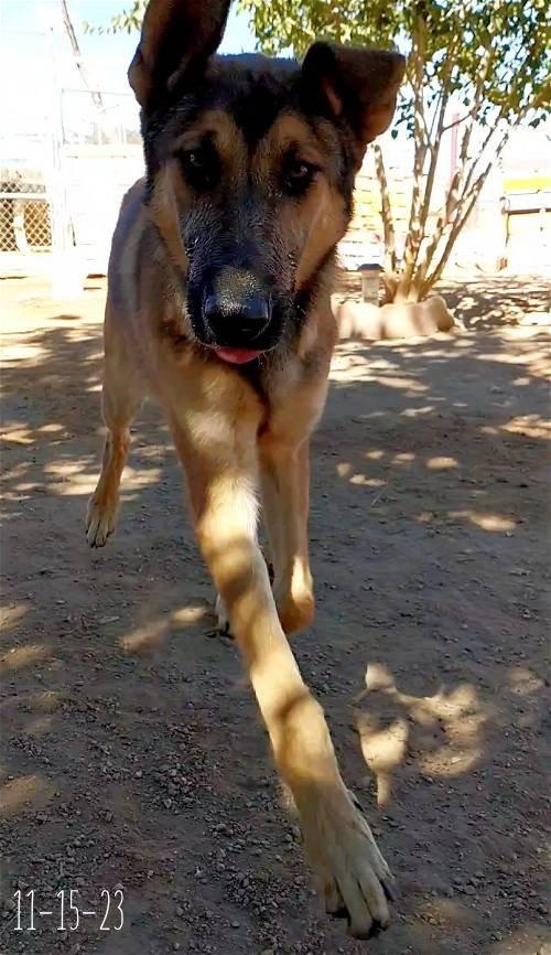 Enlarge Cilantro - **, a Adoptable mixed breed in Apple Valley, CA image 2/3