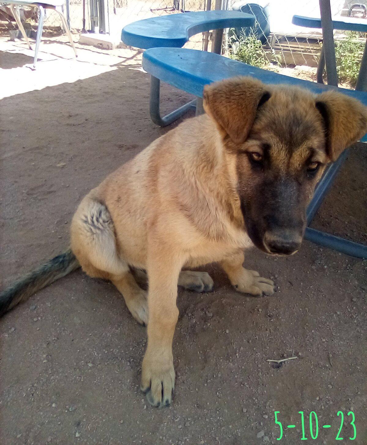 Enlarge Cilantro - **, a Adoptable mixed breed in Apple Valley, CA image 2/3