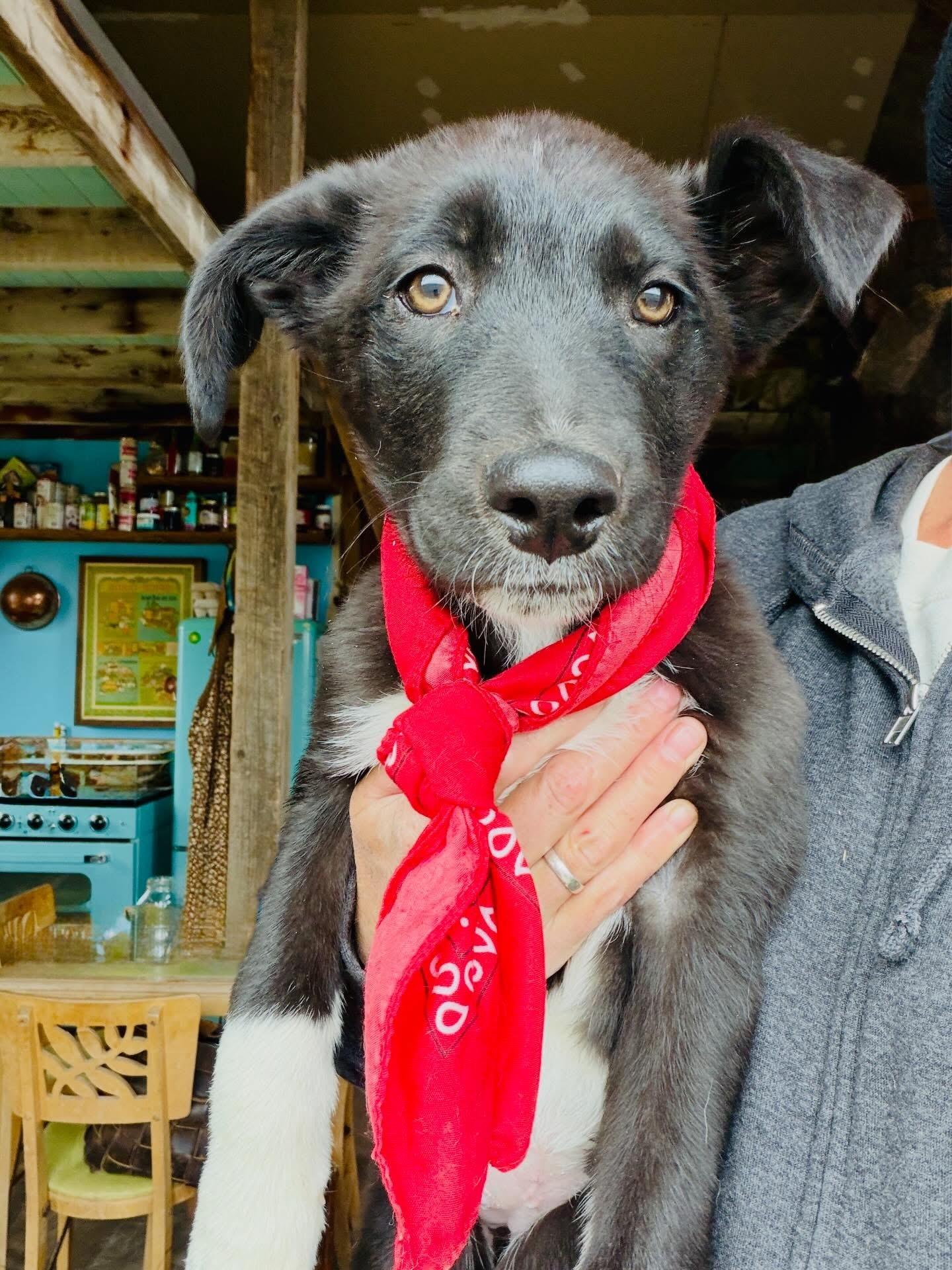 Molly, adopted, Puppy Female Mixed Breed.