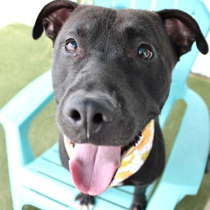 Enlarge Randall, a Adoptable mixed breed in Largo, FL image 1/3