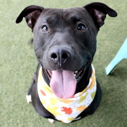 Enlarge Randall, a Adoptable mixed breed in Largo, FL image 2/3