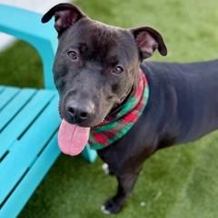 Enlarge Randall, a Adoptable mixed breed in Largo, FL image 2/3