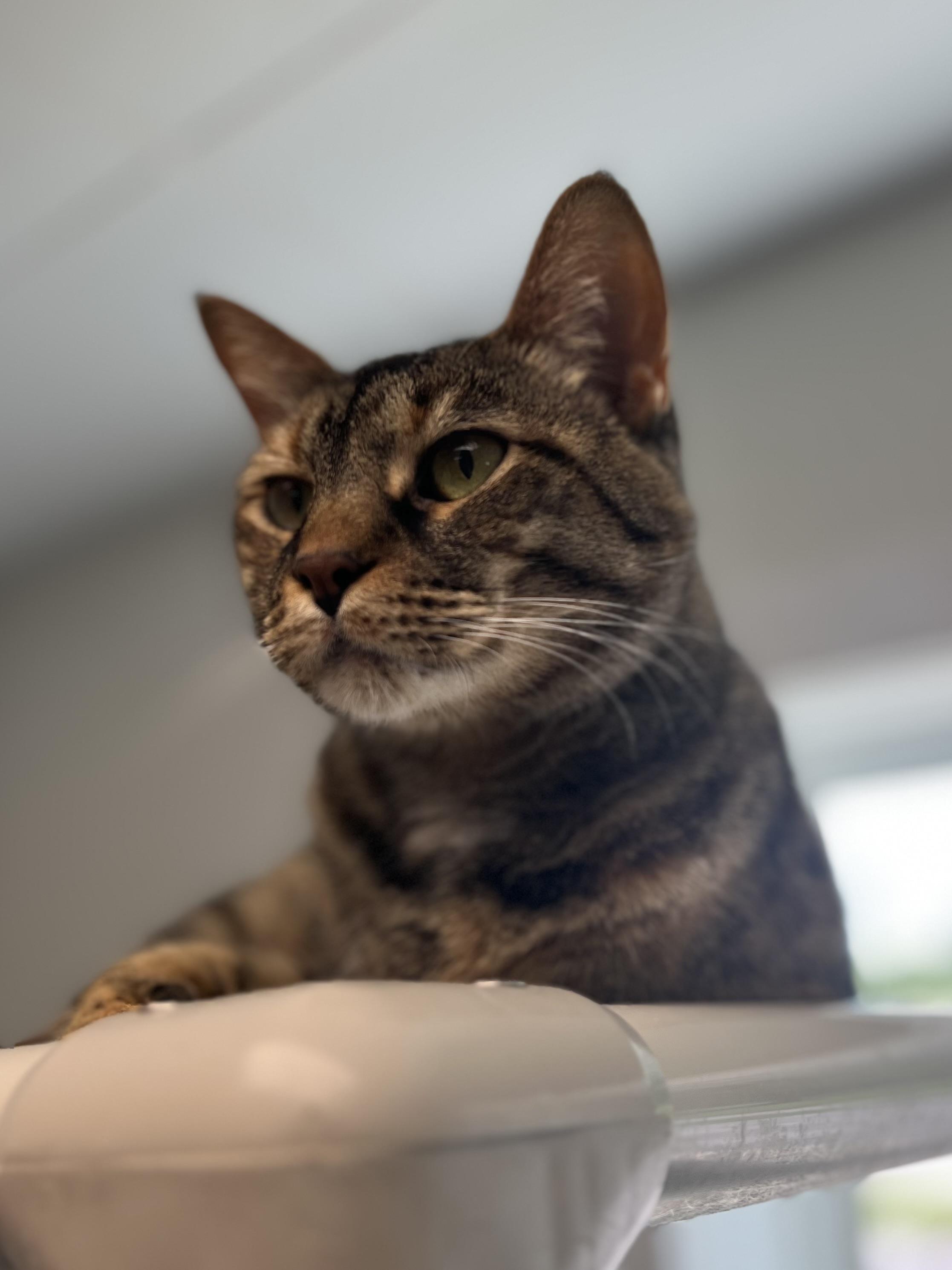 Lynxx, an adoptable Torbie in Geneseo, IL, 61254 | Photo Image 1