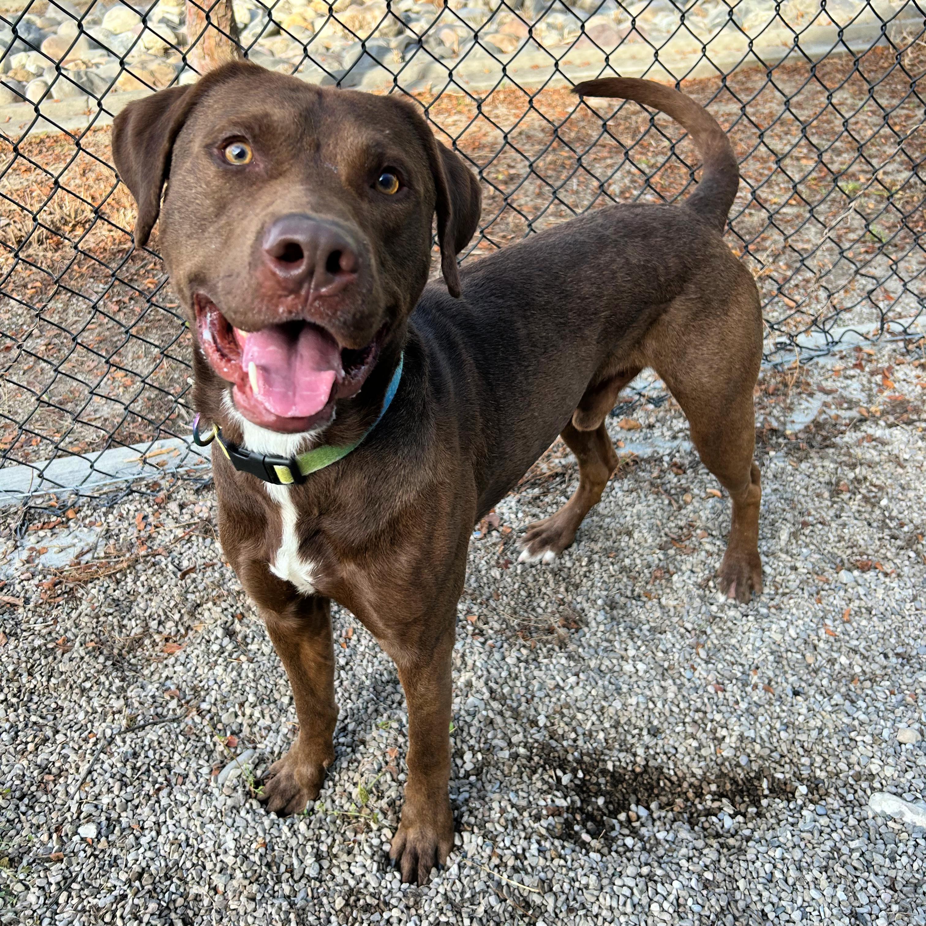 Kona, Adoptable, Young Male Labrador Retriever & Pit Bull Terrier.