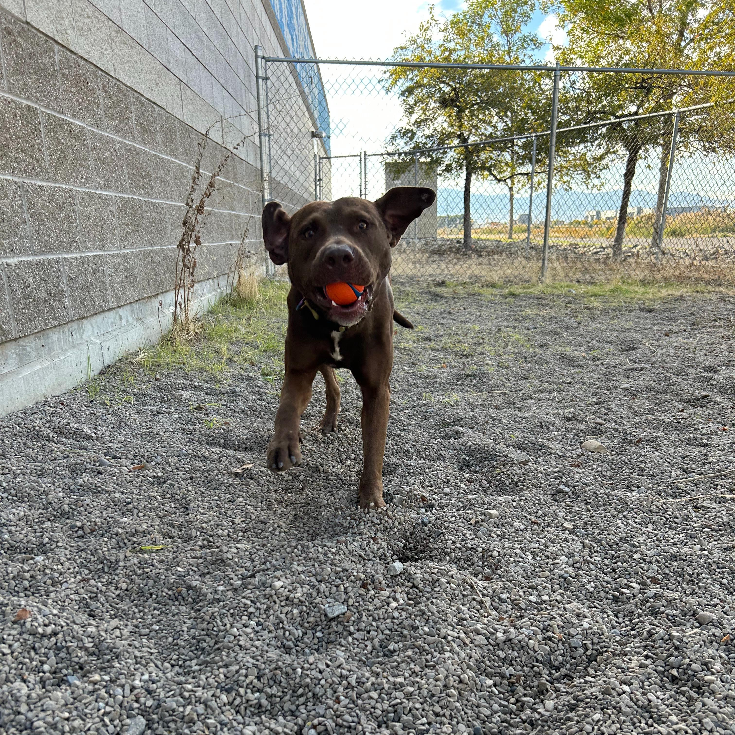 Enlarge Kona, a Adoptable mixed breed in Lindon, UT image 2/6