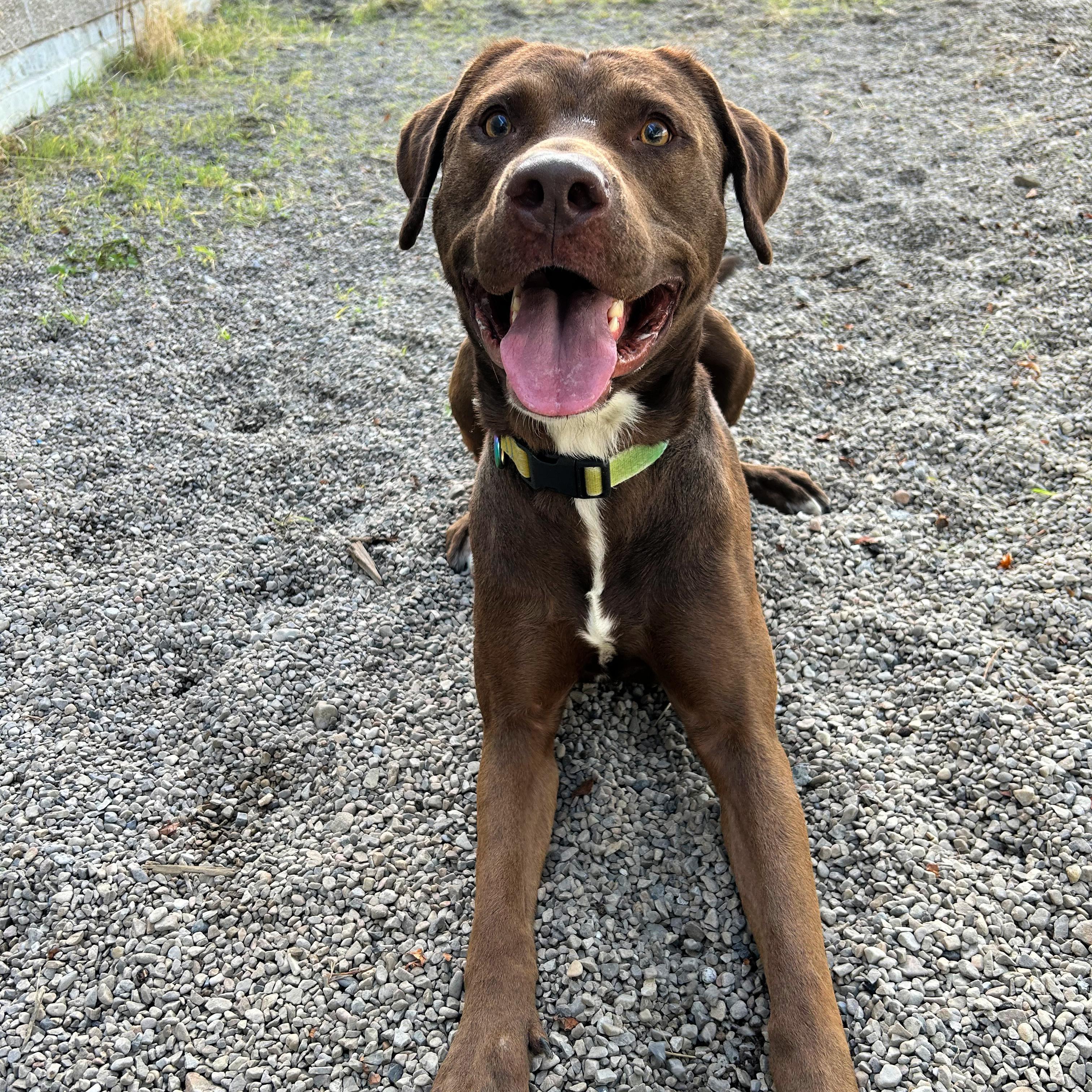Enlarge Kona, a Adoptable mixed breed in Lindon, UT image 6/6
