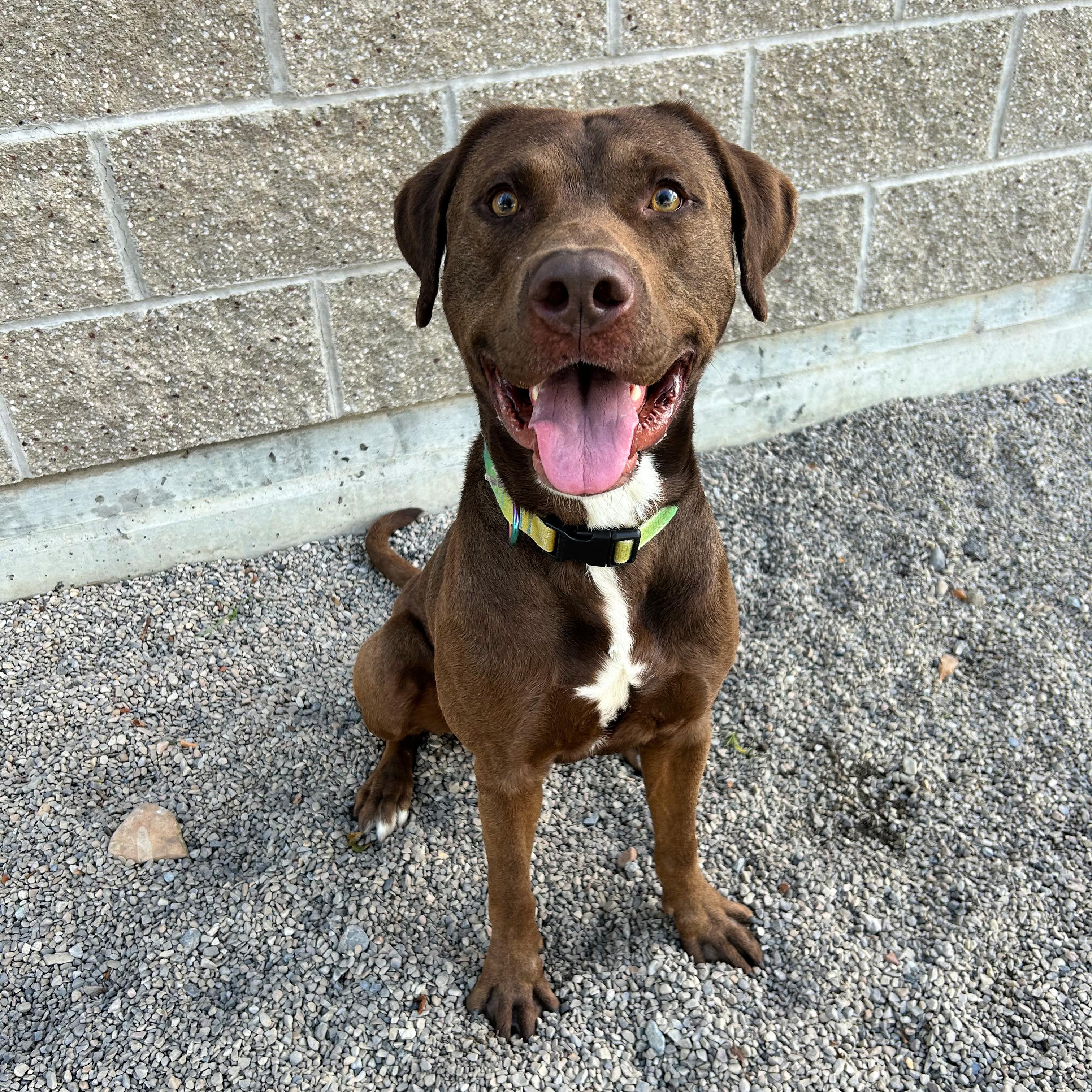 Enlarge Kona, a Adoptable mixed breed in Lindon, UT image 4/6