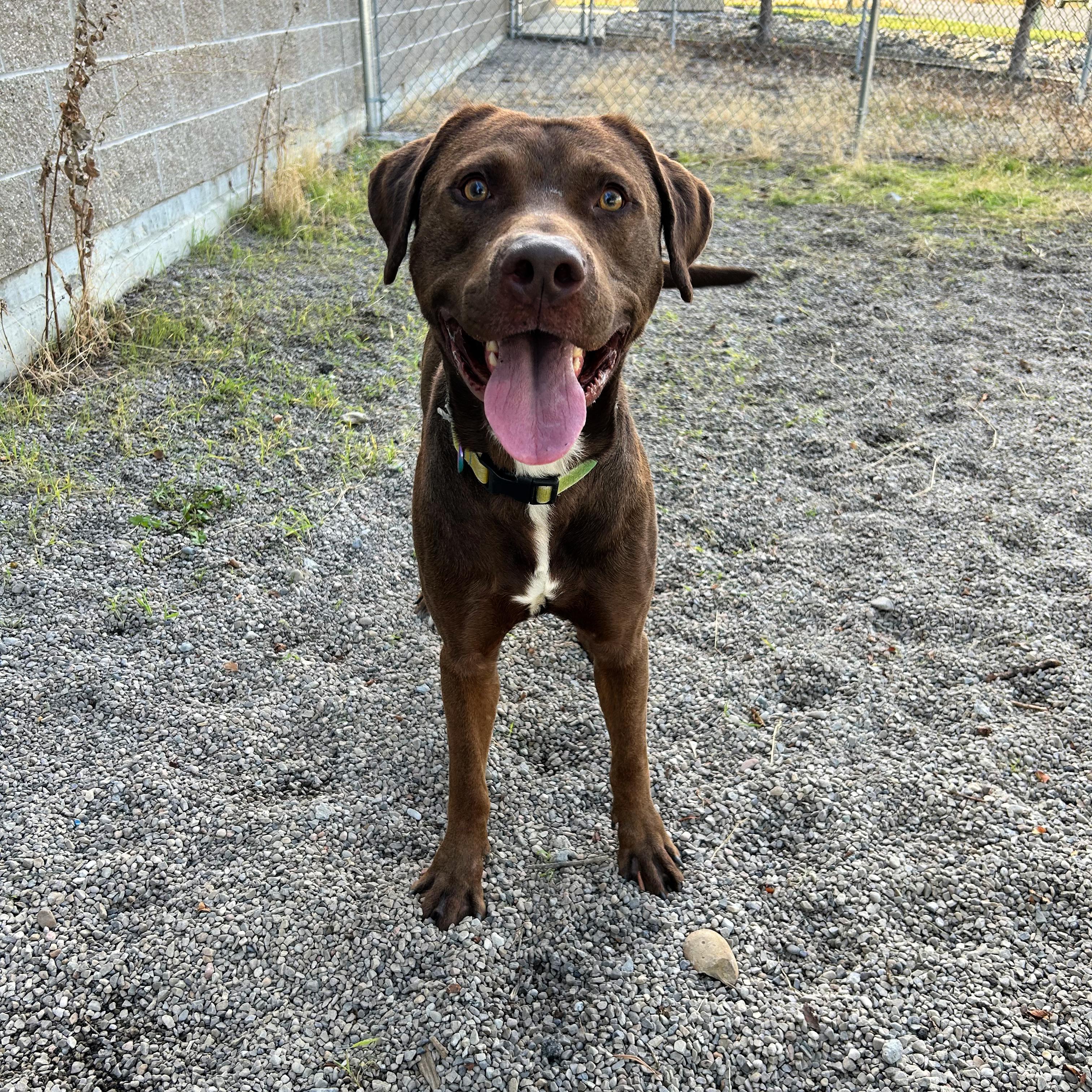 Enlarge Kona, a Adoptable mixed breed in Lindon, UT image 5/6