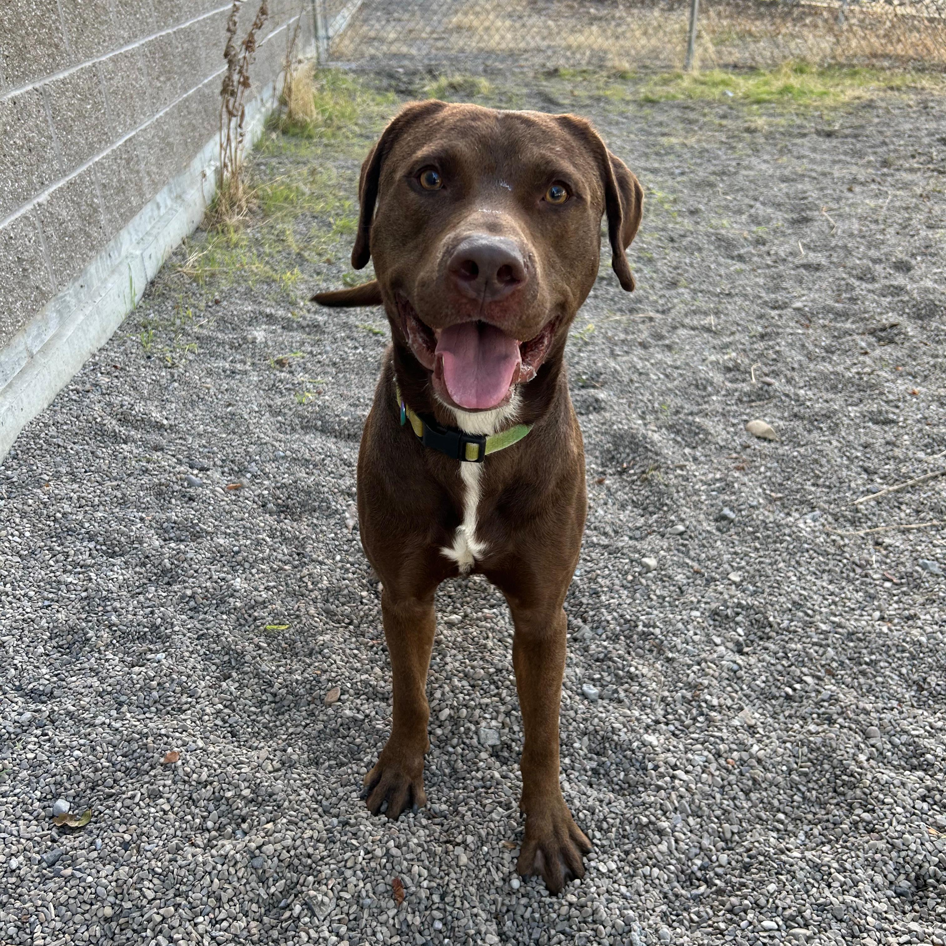 Enlarge Kona, a Adoptable mixed breed in Lindon, UT image 3/6