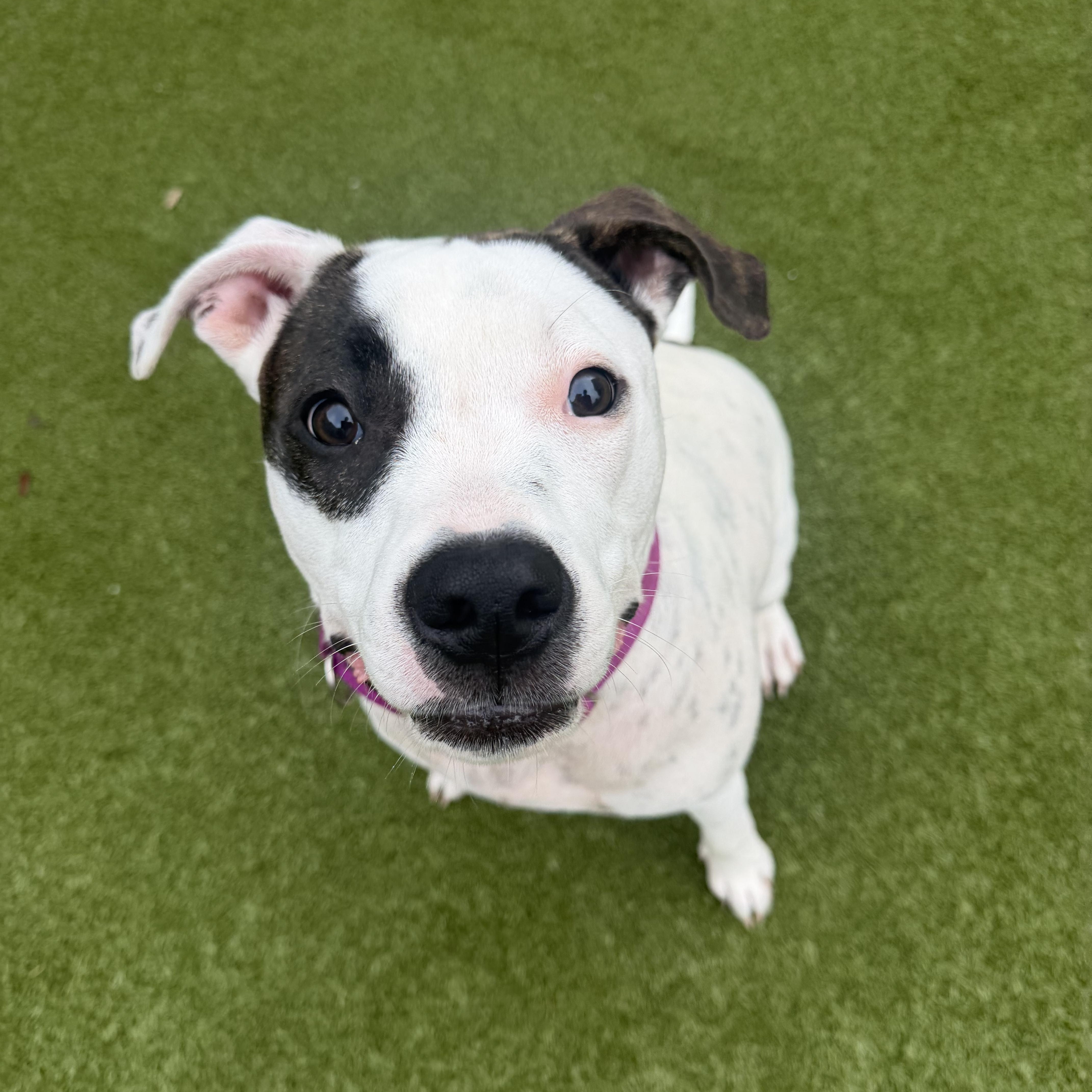 Enlarge Fiona , a ADOPTABLE mixed breed in tampa, FL image 1/3