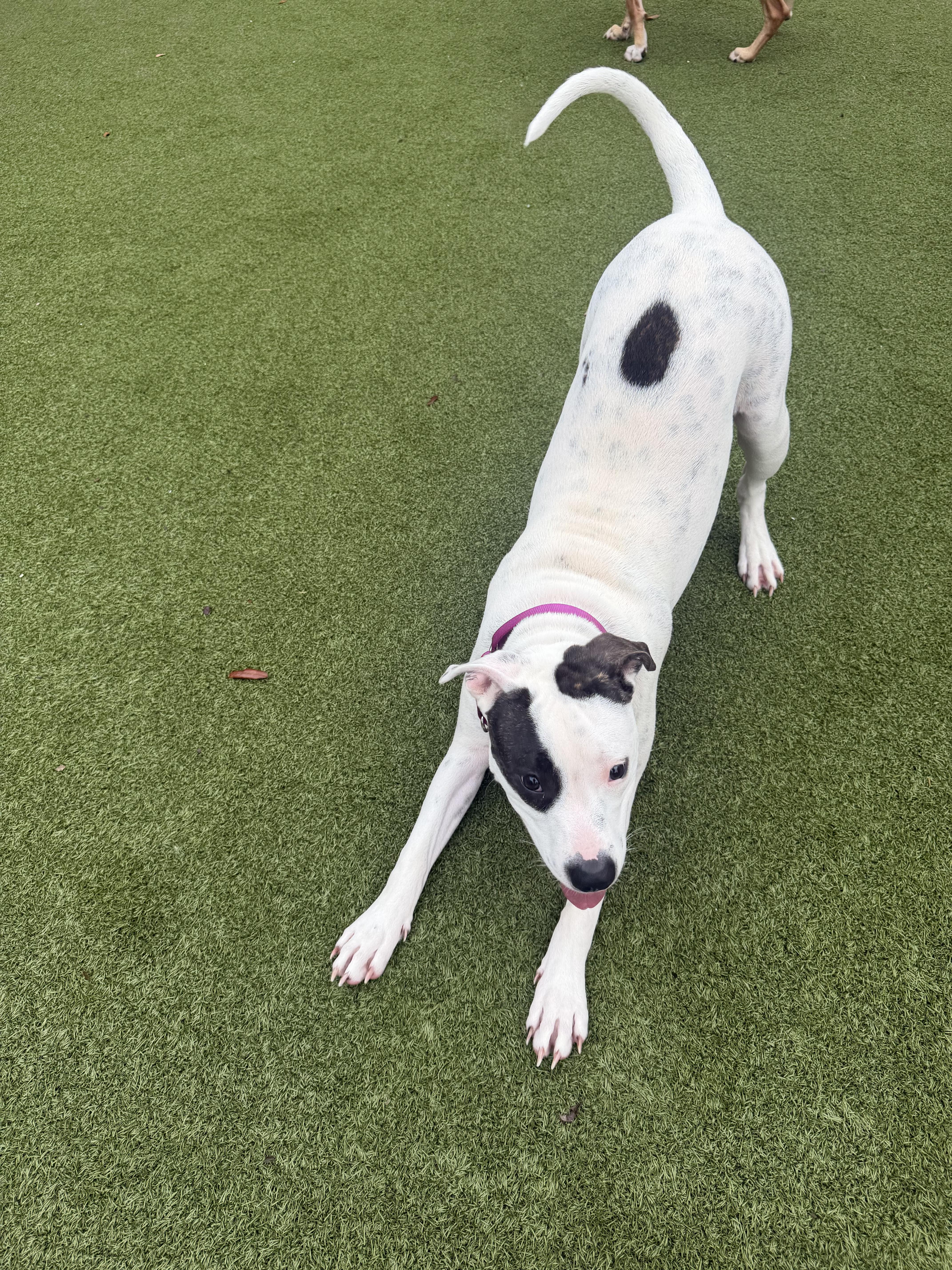 Enlarge Fiona , a ADOPTABLE mixed breed in tampa, FL image 3/3