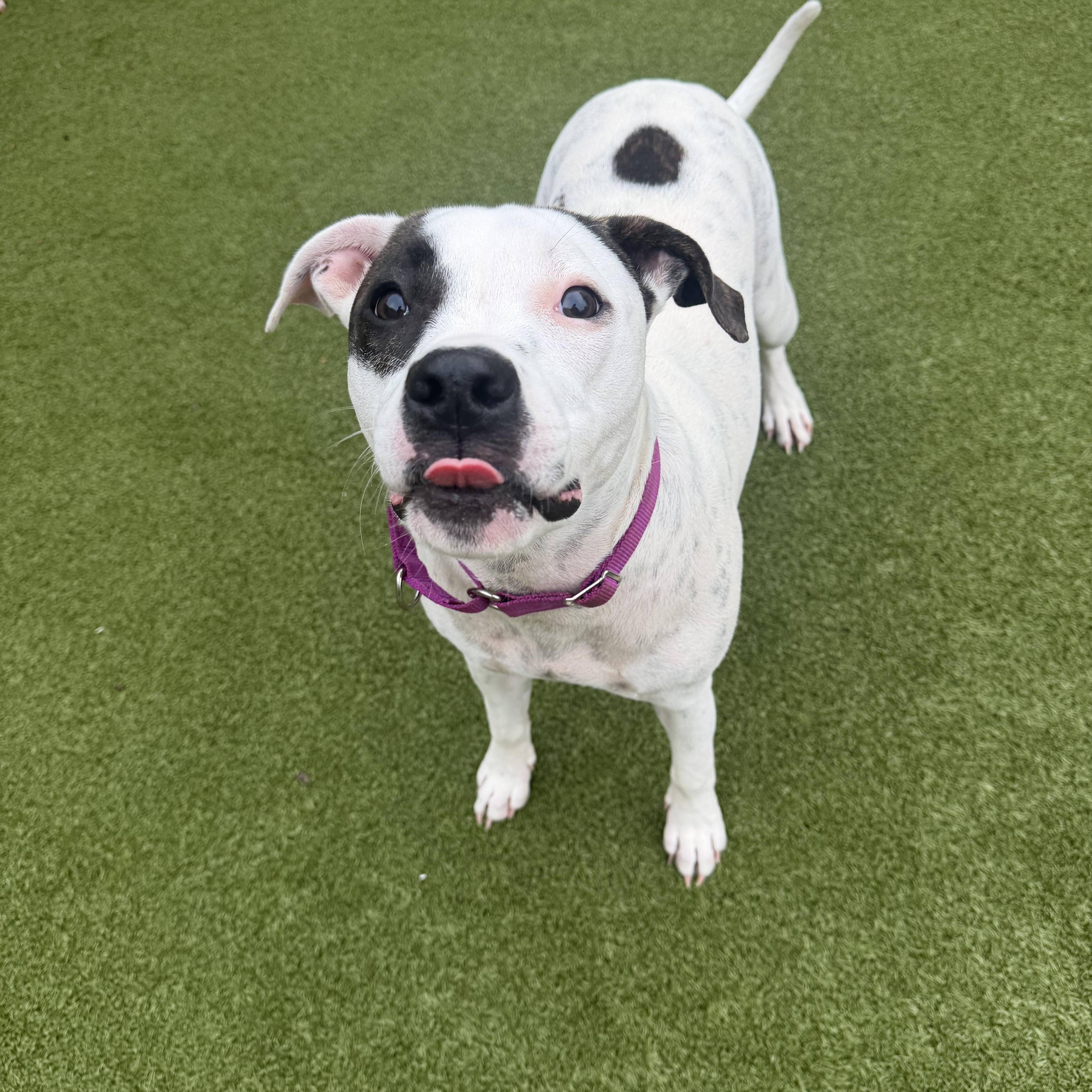 Enlarge Fiona , a ADOPTABLE mixed breed in tampa, FL image 2/3