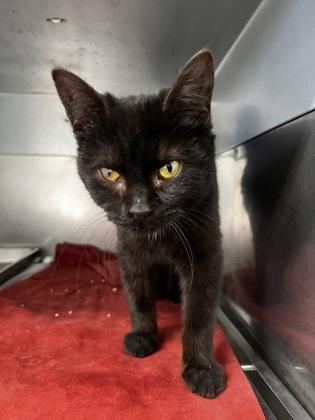 SnowedIn, Adoptable, Young Female Domestic Short Hair & Domestic Short Hair.