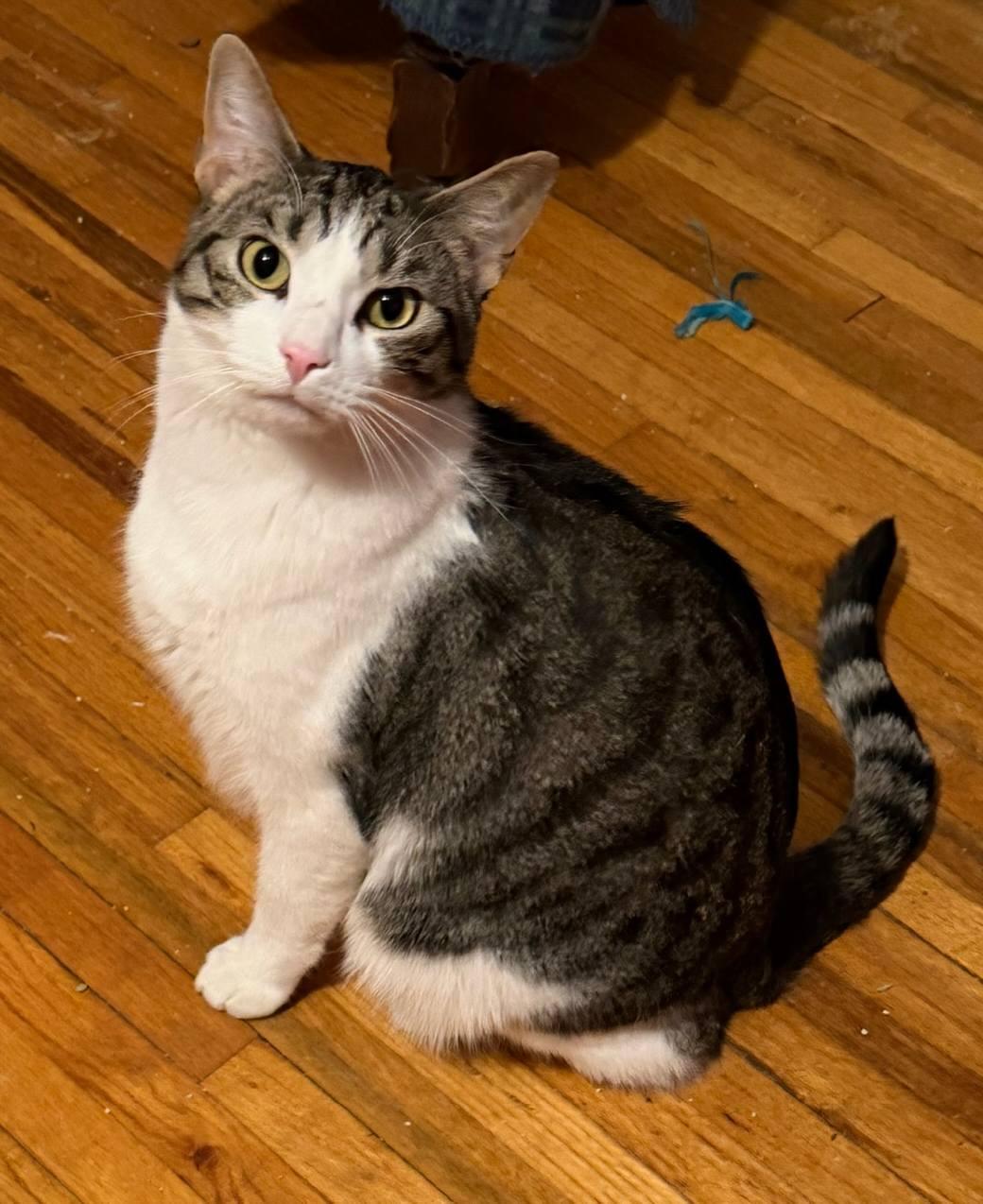 Dante, adoptable, Adult Male Domestic Short Hair.