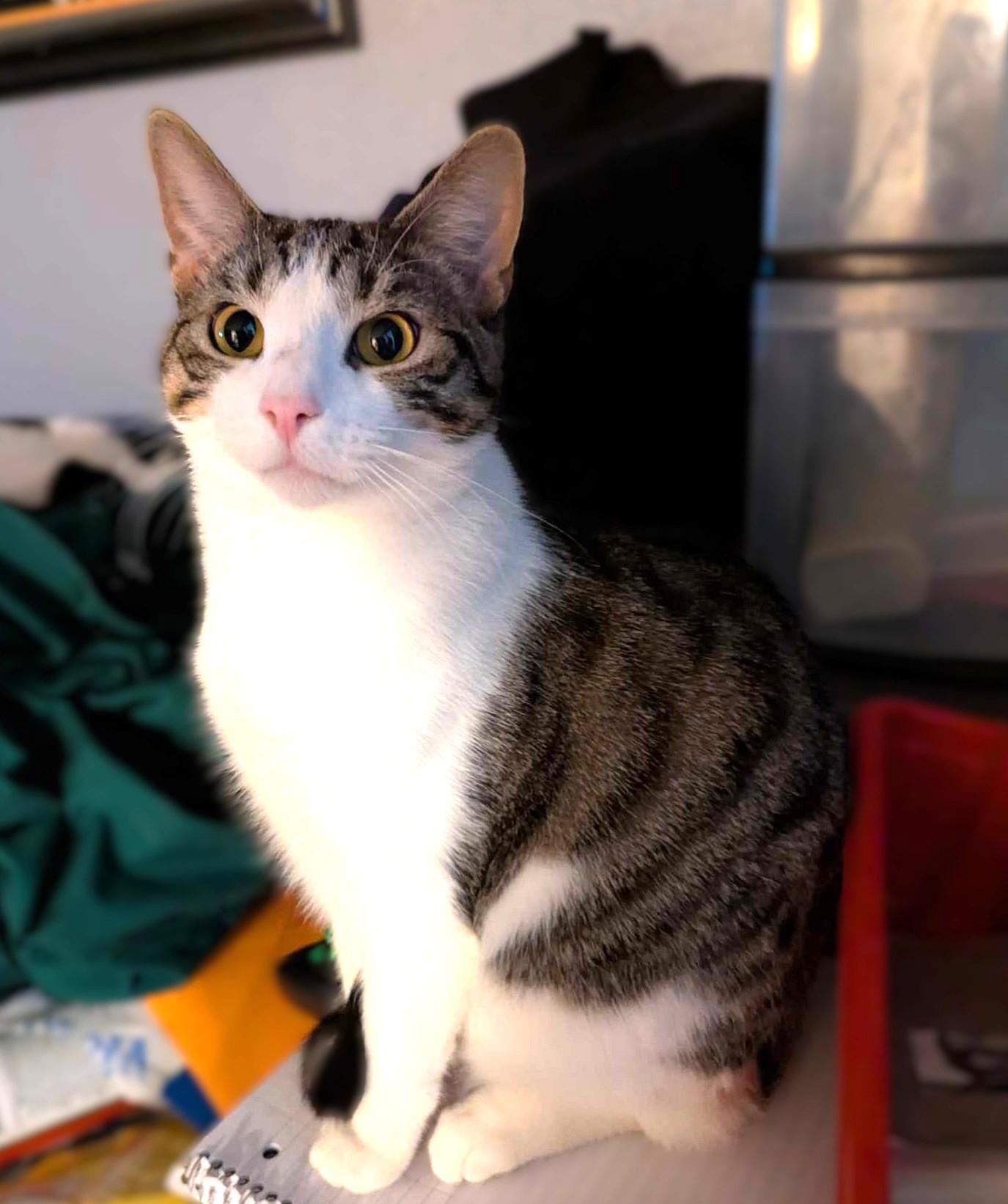 Dante — thumbnail 2