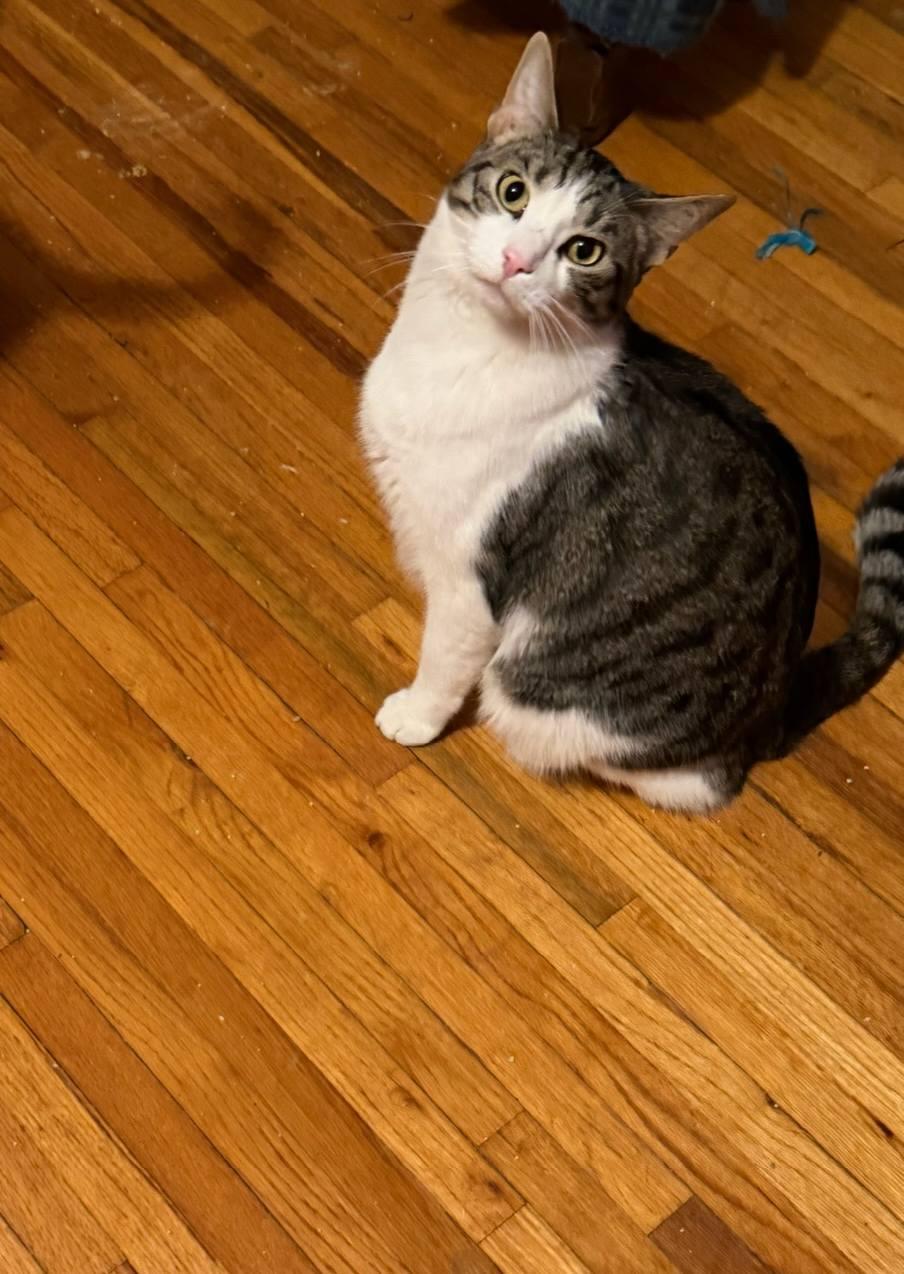 Enlarge Dante, an adoptable Domestic Short Hair in Waverly, IA image 4/6