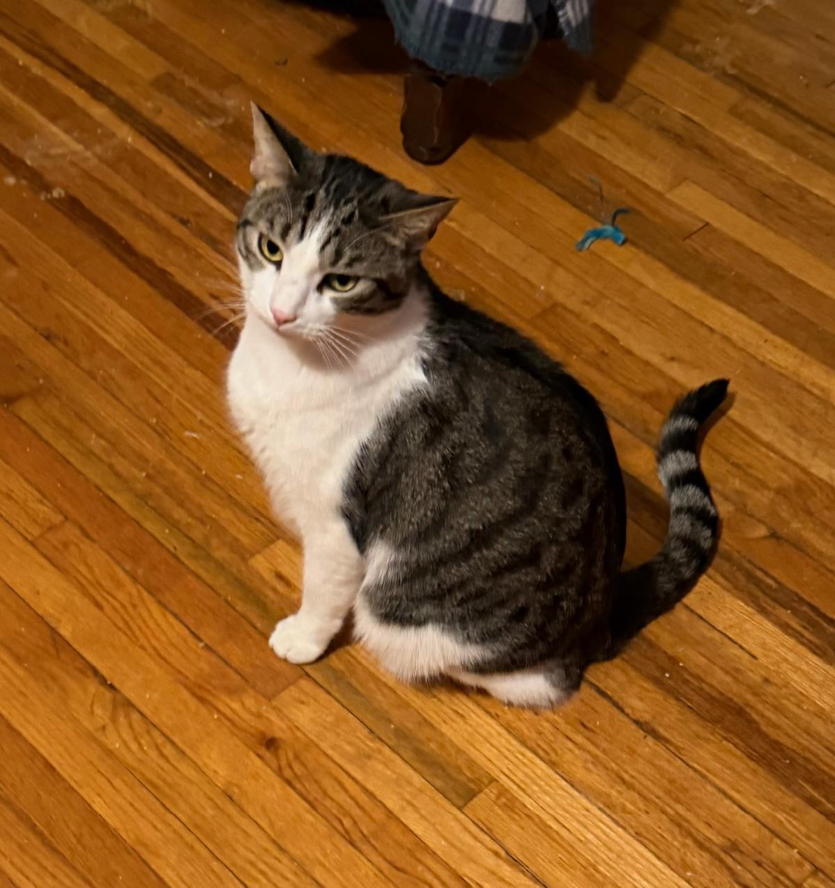 Enlarge Dante, an adoptable Domestic Short Hair in Waverly, IA image 3/6