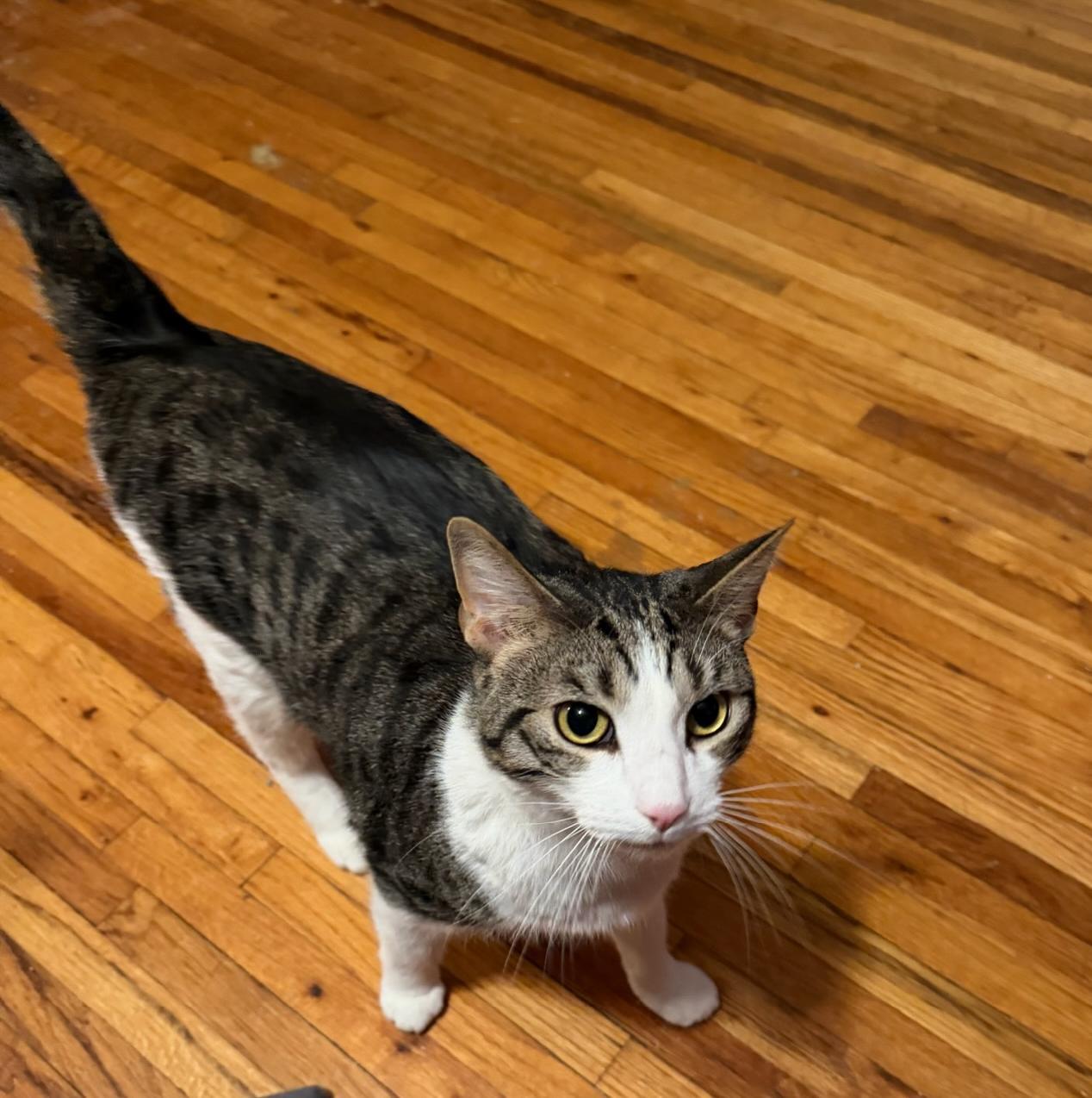 Dante — thumbnail 5