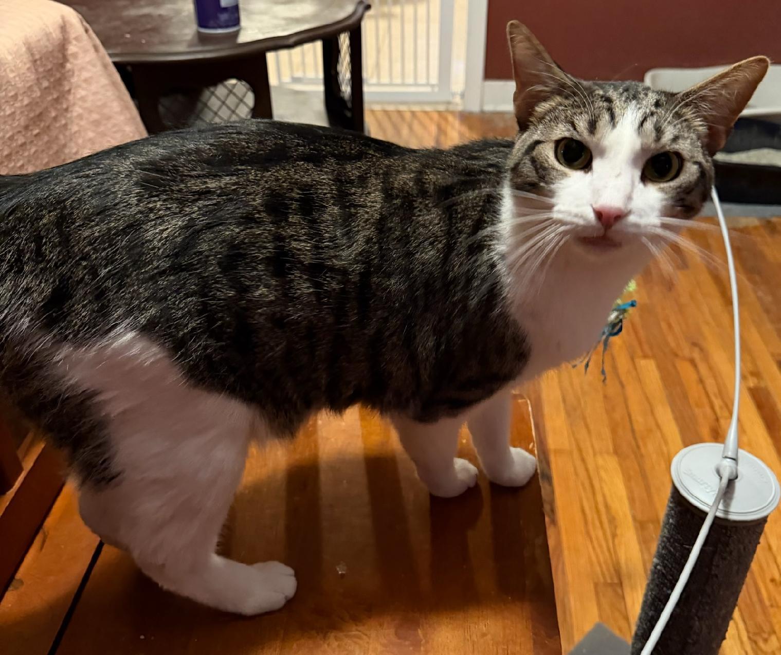 Dante — thumbnail 6