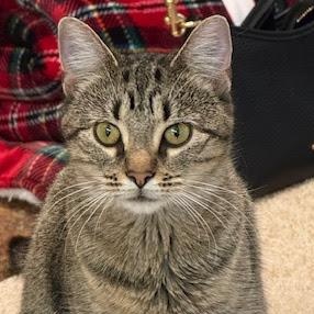 Enlarge Shadow, an adopted Domestic Short Hair in Richland, MI image 1/1