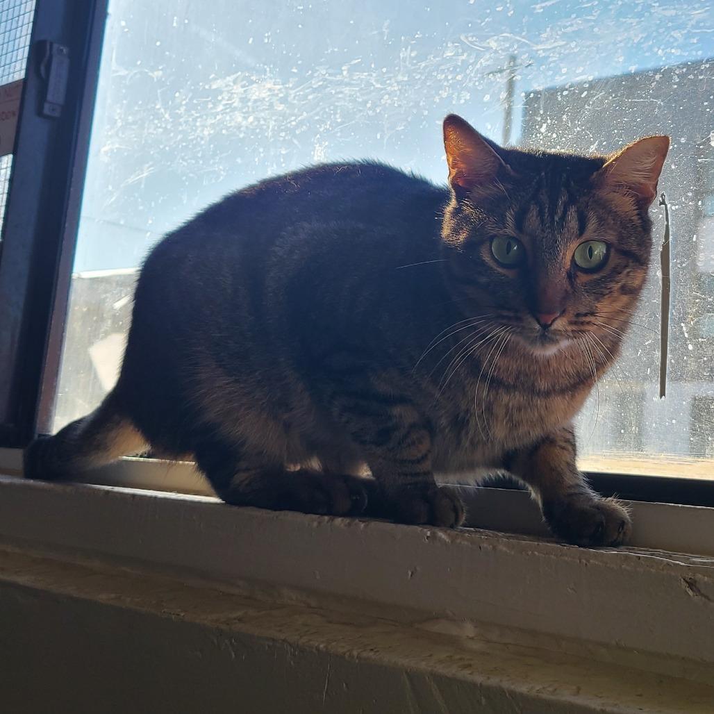 Enlarge Willow Houston, a Adoptable Domestic Short Hair in Denver, CO image 2/6